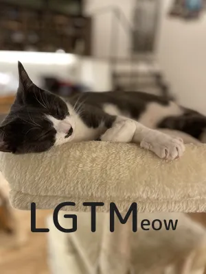 LGTM image