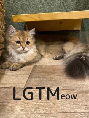 LGTM image