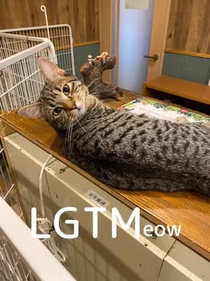 LGTM image