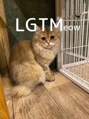 LGTM image