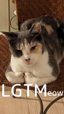 lgtm-cat-image