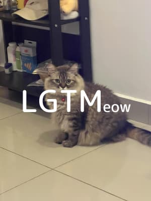 lgtm-cat-image