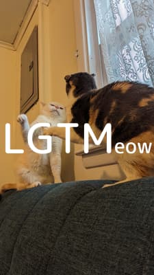 lgtm-cat-image