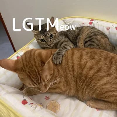 LGTM image
