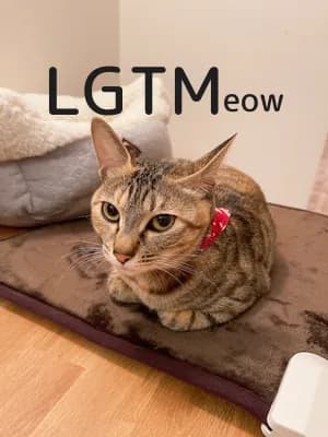 lgtm-cat-image