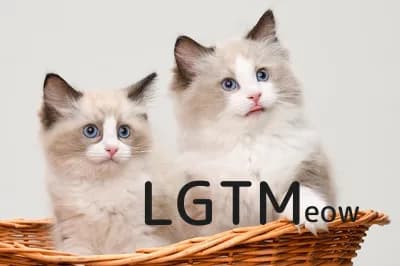 LGTM image