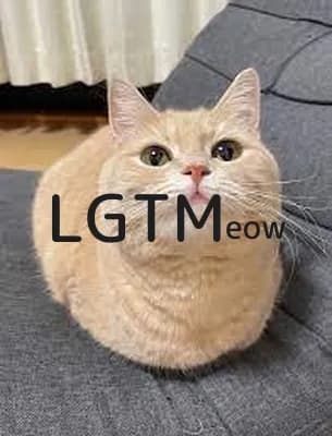 lgtm-cat-image