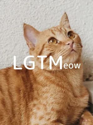 lgtm-cat-image