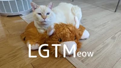 LGTM image