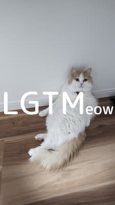 lgtm-cat-image