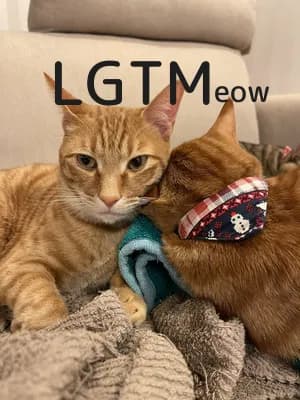 lgtm-cat-image
