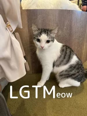 LGTM image