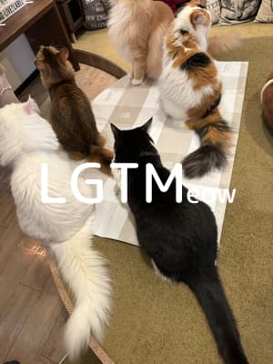 lgtm-cat-image