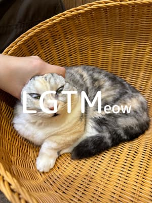 lgtm-cat-image
