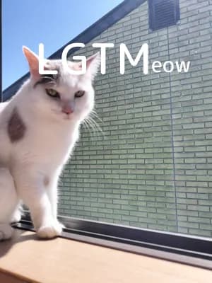 LGTM image