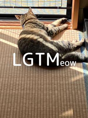 lgtm-cat-image