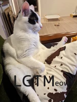 lgtm-cat-image