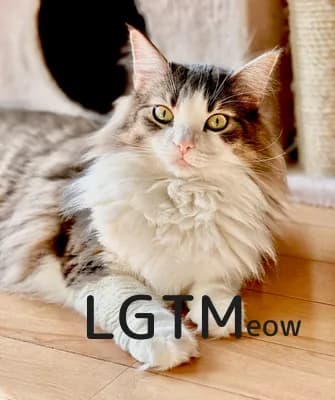 LGTM image
