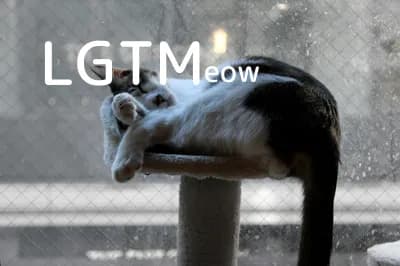 lgtm-cat-image