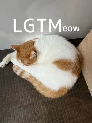 lgtm-cat-image
