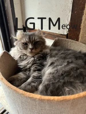 LGTM image