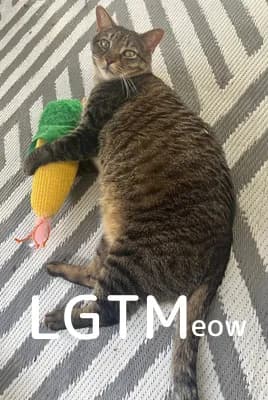 LGTM image