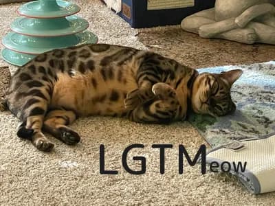 LGTM image