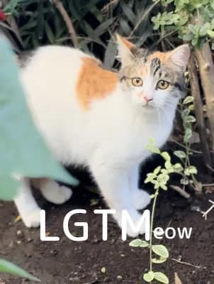 LGTM image
