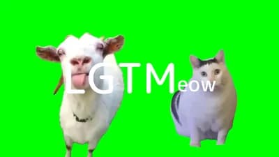 lgtm-cat-image