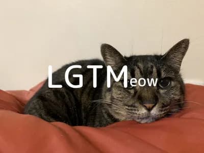 lgtm-cat-image