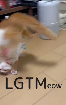 LGTM image
