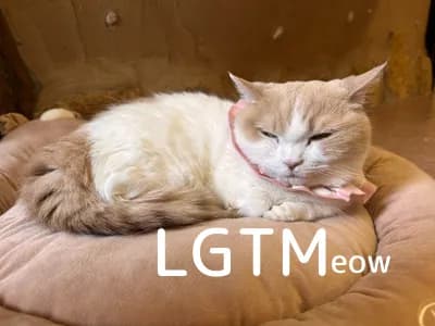 LGTM image