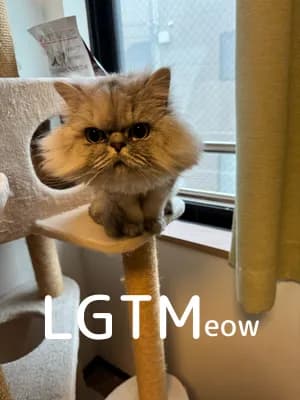LGTM image