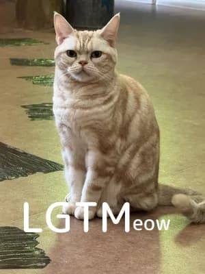 LGTM image