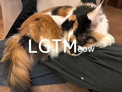 LGTM image
