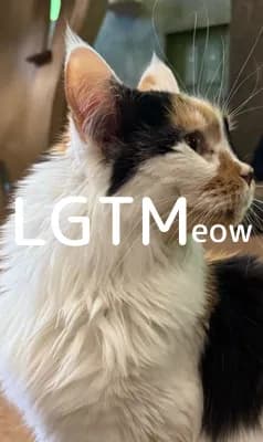 lgtm-cat-image