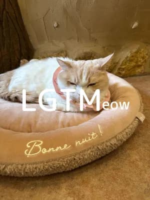 lgtm-cat-image