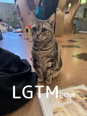 LGTM image