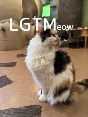 LGTM image