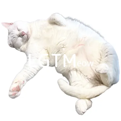 lgtm-cat-image