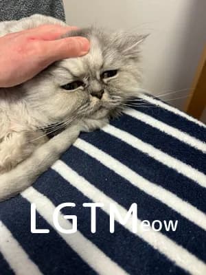 LGTM image