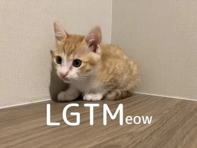 LGTM image