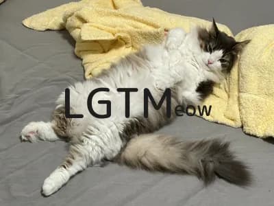 LGTM image