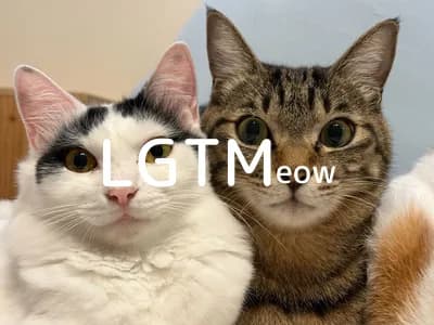 LGTM image