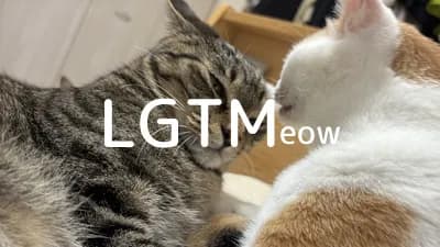 lgtm-cat-image