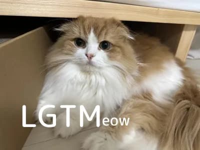 LGTM image
