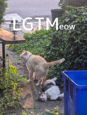 LGTM image