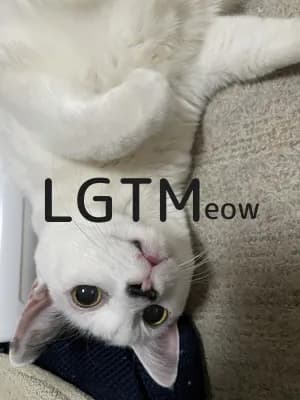 LGTM image