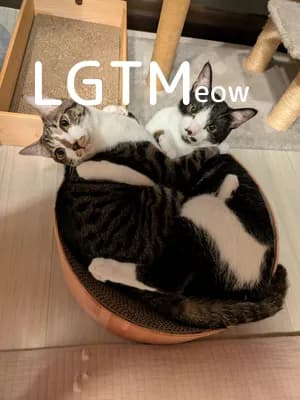 LGTM image