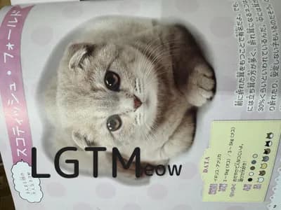 LGTM image